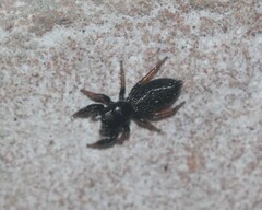 Metacyrba