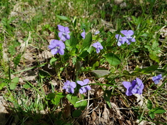 Viola canina