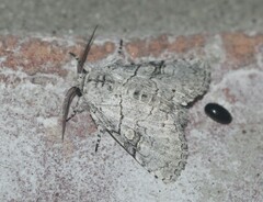 Charadra dispulsa