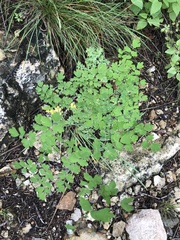 Thalictrum fendleri