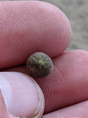 Callirhytis quercusagrifoliae