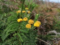 Schistostephium umbellatum