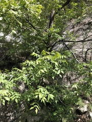 Juglans major
