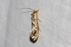 Moerarchis inconcisella