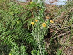 Schistostephium umbellatum