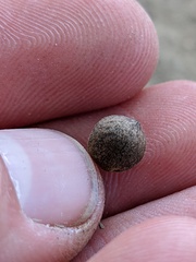 Callirhytis quercusagrifoliae