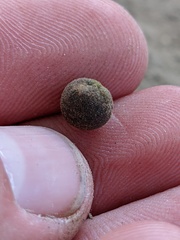 Callirhytis quercusagrifoliae