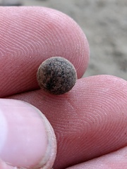 Callirhytis quercusagrifoliae