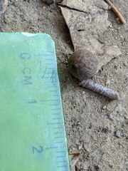 Callirhytis quercusagrifoliae