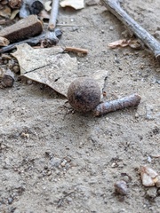 Callirhytis quercusagrifoliae