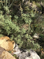 Chamaebatiaria millefolium