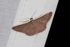 Idaea inversata