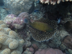 Cheilinus chlorourus