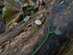 Favolaschia manipularis