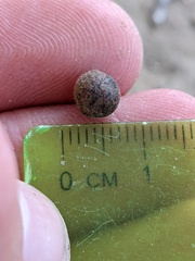 Callirhytis quercusagrifoliae