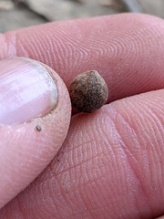 Callirhytis quercusagrifoliae