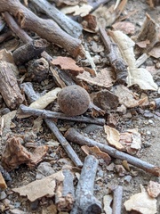 Callirhytis quercusagrifoliae