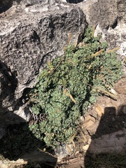 Petrophytum caespitosum