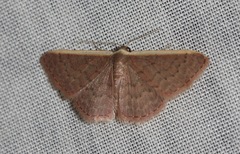 Idaea inversata