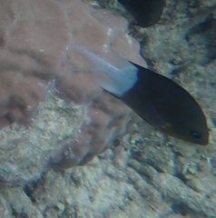 Acanthochromis polyacanthus