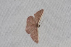 Idaea inversata