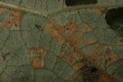 Coleosporium