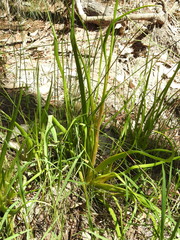 Philydrum lanuginosum