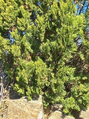 Thuja