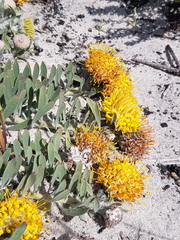 Leucospermum tomentosum