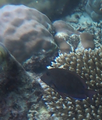 Acanthurus nigrofuscus