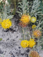 Leucospermum tomentosum