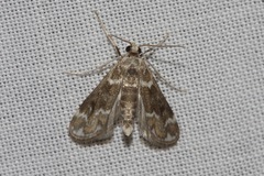 Hygraula nitens