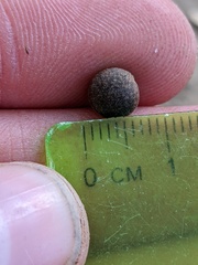 Callirhytis quercusagrifoliae