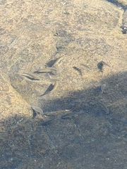 Mugilidae
