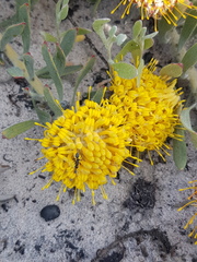 Leucospermum tomentosum