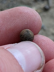 Callirhytis quercusagrifoliae