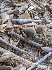 Callirhytis quercusagrifoliae
