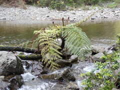 Cyathea medullaris
