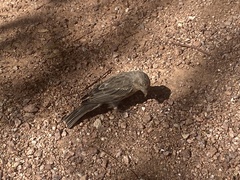 Haemorhous mexicanus