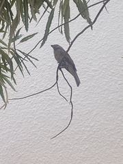 Haemorhous mexicanus