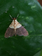 Agrotera basinotata
