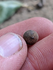 Callirhytis quercusagrifoliae