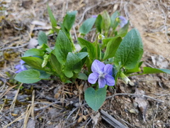 Viola canina
