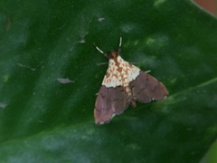 Agrotera basinotata