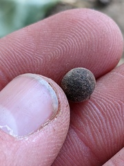 Callirhytis quercusagrifoliae