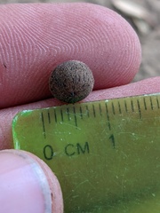 Callirhytis quercusagrifoliae