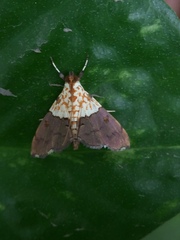 Agrotera basinotata