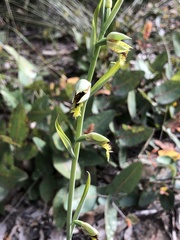 Calochilus campestris