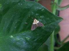 Agrotera basinotata