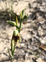 Calochilus campestris
